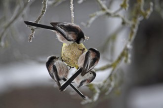 Long-tailed Tit (Aegithalos caudatus)