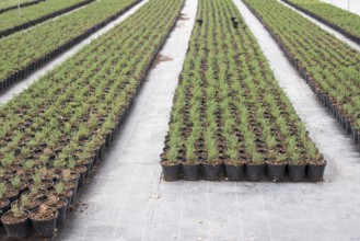 Thyme in pots in spices farm