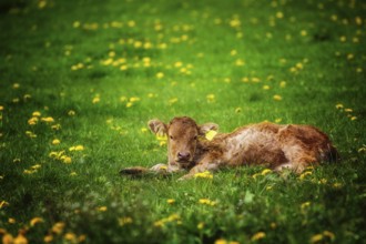 A very young calf lies on a flowering meadow