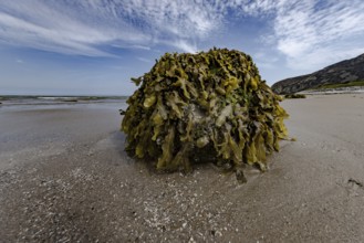 Rocks overgrown with seaweed and aquatic plants on the beach at the edge of Snowdonia National