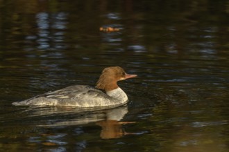 Common Merganser (Mergus merganser) female swimming in a river. Bas-Rhin, Alsace, Grand Est,