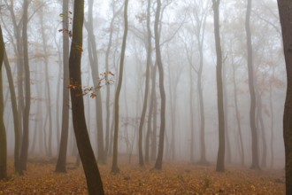 Beautiful forest on a foggy autumn day. Autumnal mysterious forest trees with yellow leaves