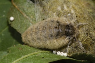 Sloe brush moth (Orgyia antiqua)