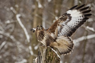 Common buzzard (Buteo buteo)