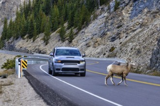 Beautiful autumn landscape scene with wild goats by the road in west Canada