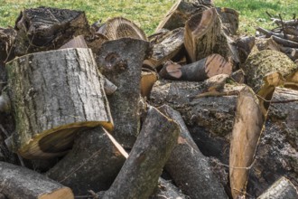 Trunk of tree torn to pieces with an ax
