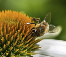 Macro of a honeybee collecting nectar on a flower blossom (echinacea)