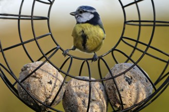 Blue Tit at the Tit Dumpling