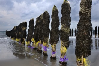 Mussel culture on the beach, Cap Gris Nez, Cote d'Opale, Opal Coast, Mussel farming, France, Europe