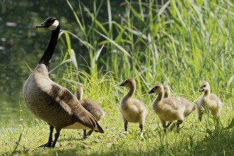 Canada goose with chicks