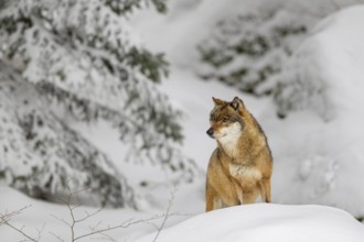 Gray wolf (Canis lupus) in winter in the outdoor animal enclosure in the Bavarian Forest National