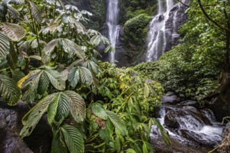 The Sekumpul waterfall, a large waterfall in the middle of the jungle that plunges into a deep