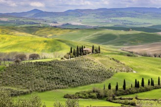 House with cypresses in spring in Val d Orcia, Tuscany, Italy, Europe