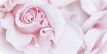 Pale pink white rose flower. Macro flowers background for holiday brand design