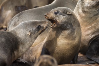 South African Fur Seal (arctocephalus pusillus), Colony at Cape Cross in Namibia