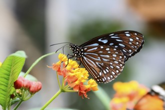 Macro of a tropical butterfly the blossom of a flower