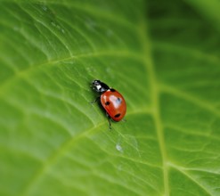 Ladybird on hydrangea leaf, seven-spott ladybird (Coccinella septempunctata), hortensias