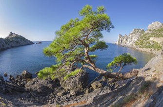 Relict pine from the remnants of the Golitsyn Trail leading from the Novyy Svet to the Royal beach.