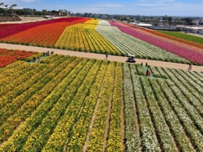 Aerial view of Carlsbad Flower Fields. tourist can enjoy hillsides of colorful Giant Ranunculus