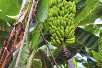 Workers cutting a bunch of bananas in a plantation in Tenerife, Canary islands, Spain, Europe