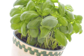 Basil in a pot