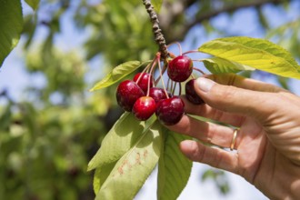 Hand picking cherries from the tree