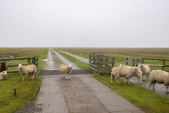 Sheep on the dyke Friesland