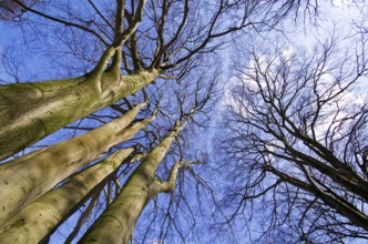 Trees in winter