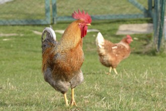 Brown cock with brown hen in the meadow - free range