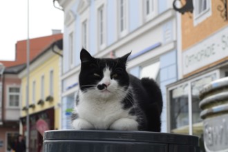 Domestic cat makes itself comfortable on the litter bin in the middle of the town square