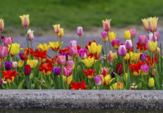 Beautiful blooming tulips closeup in spring time
