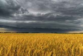 A round storm cloud over a wheat field. Russia