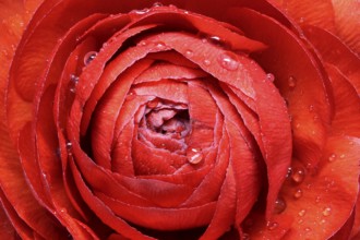 Ranunculus Asiaticus, close-up