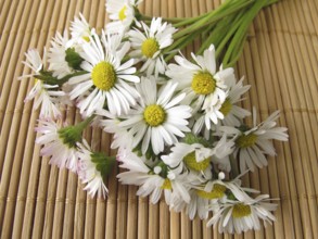 A bunch of daisies