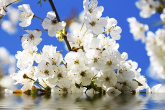 Cherry blossoms with white flowers, sun and blue sky