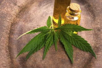 Marijuana plant and cannabis oil