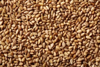 Sesame seeds texture macro detail background