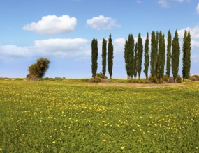 Fields of flowers in the bright southern sun. Desert acacias and cypresses. Lovely warm day. Walk