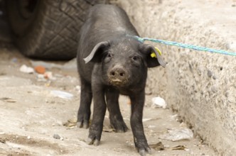 Pig at a market in South America