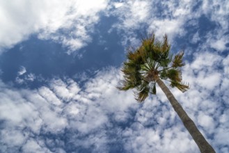 Washingtonia palm