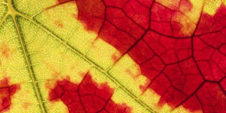 Macro shot of an autumn-coloured vine leaf