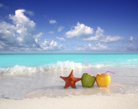 Coconut cocktails juice and starfish in tropical aqua beach Caribbean