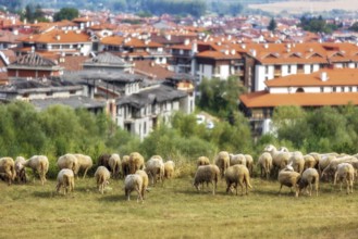 Summer town panorama of bulgarian all seasons resort Bansko, Bulgaria and sheeps flock