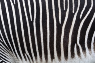 Detail of a black and white stripes on a zebra skin