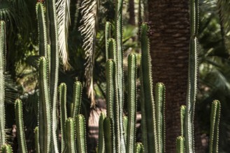 Beautfiul closeup of a Euphorbia Canariensis cactus in a park in Marrakech, Morocco, Africa
