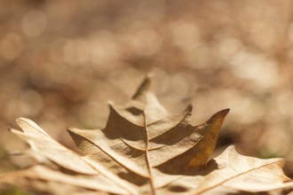 Close up of colorful autumnal maple leaf