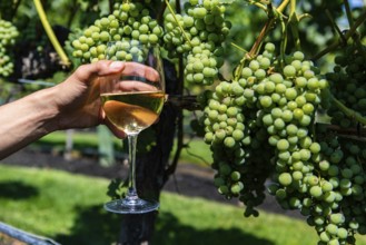 Hand holding a glass of white wine against unripe fresh green grapes fruits background close up