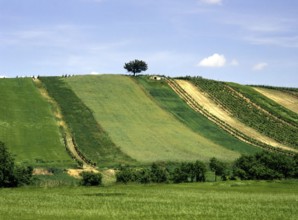Fields of grapevine with lone tree