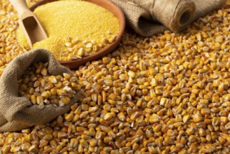 Yellow corn kernels with clay bowl in burlap sack