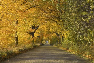 Autumn avenue
